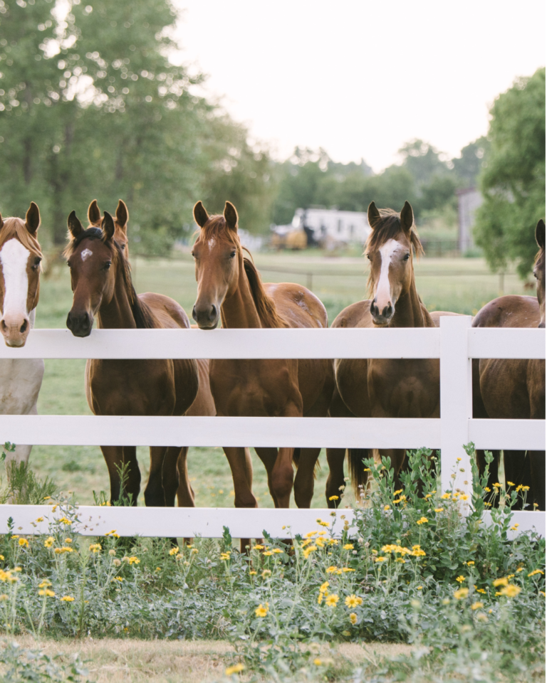 הכשרה לניהול חוות סוסים בצפון